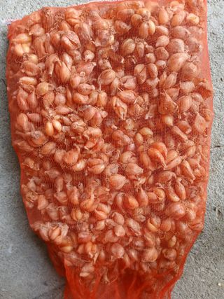 마늘 복숭아윤금자님의 작성글 사진