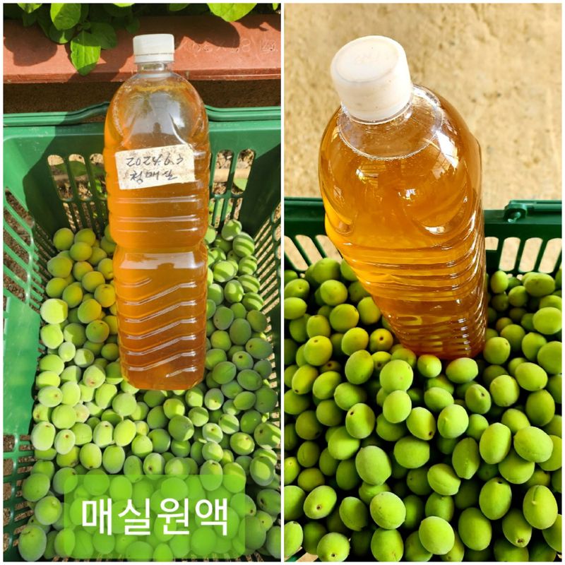 이슬농부농산님의 장터 판매 상품 [일선정품 친환경 토종 청매실(10kg)] 첨부 사진
