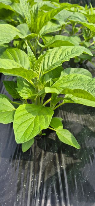 힐링농장님의 자유주제 · 자유게시판 작성글 사진