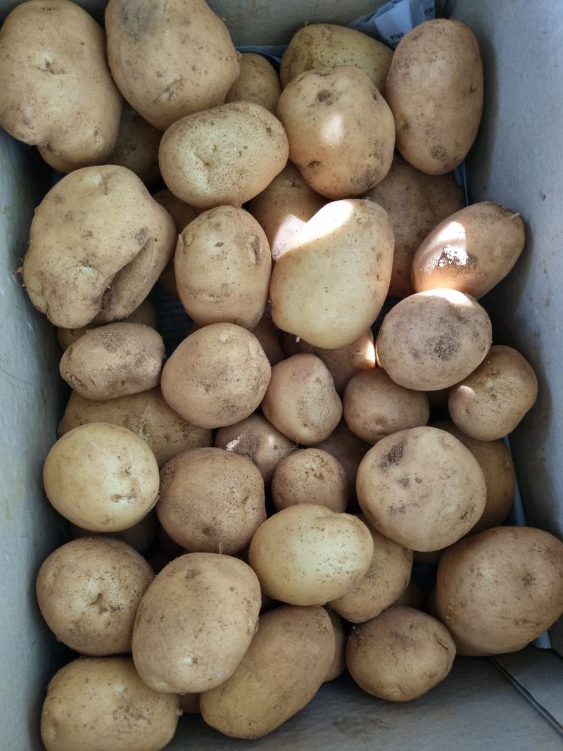 장터 상품 [수미감자] 썸네일