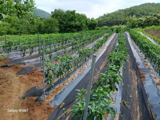 강재화님의 자유주제 · 자유게시판 작성글 사진