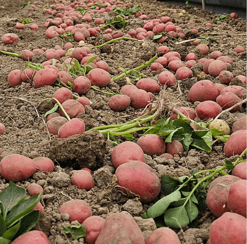 장터 상품 [햇 홍감자] 썸네일