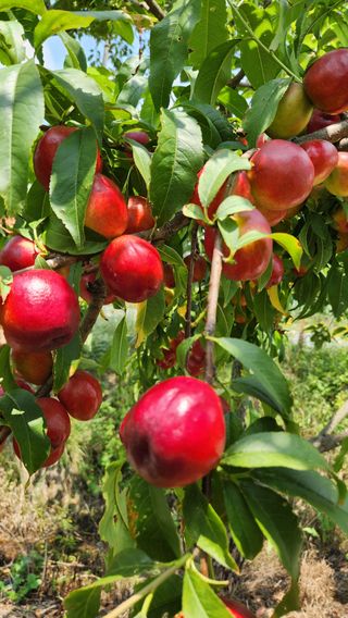 한재골님의 자유주제 · 자유게시판 작성글 사진