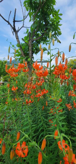 고추건조기부품판매님의 자유주제 · 자유게시판 작성글 사진
