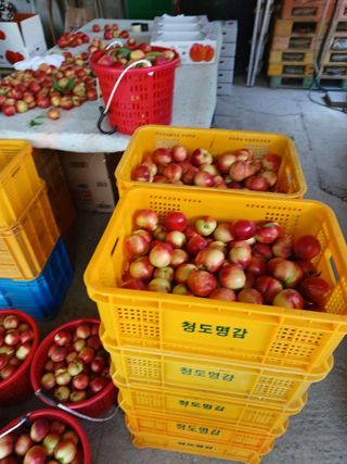 배경수 님의 자유주제 · 자유게시판 작성글 사진