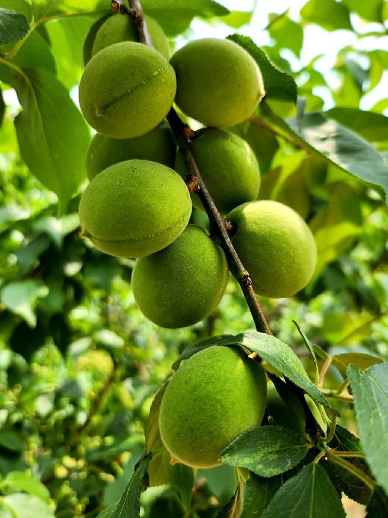 이슬농부농산님의 장터 판매 상품 [일선정품 친환경 토종 청매실(10kg)] 첨부 사진