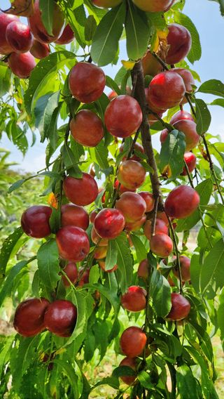 한재골님의 자유주제 · 자유게시판 작성글 사진