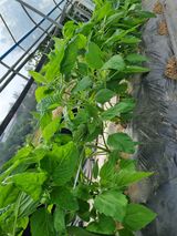 팜모닝 자유주제·자유게시판 게시글 이미지