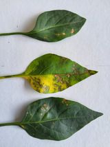 팜모닝 농사, 무엇이든 물어보세요!·참여글 게시글 이미지