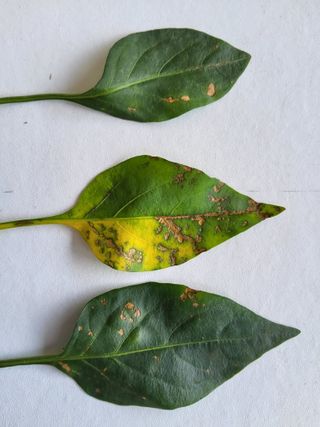 윤무섭님의 농사, 무엇이든 물어보세요! · 참여글 작성글 사진