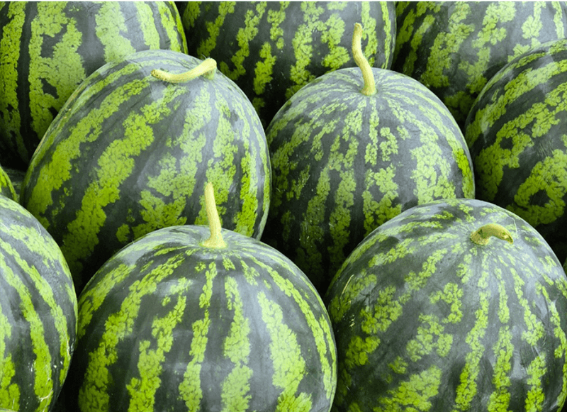 스피드번님의 장터 판매 상품 [고당도 꿀수박] 첨부 사진