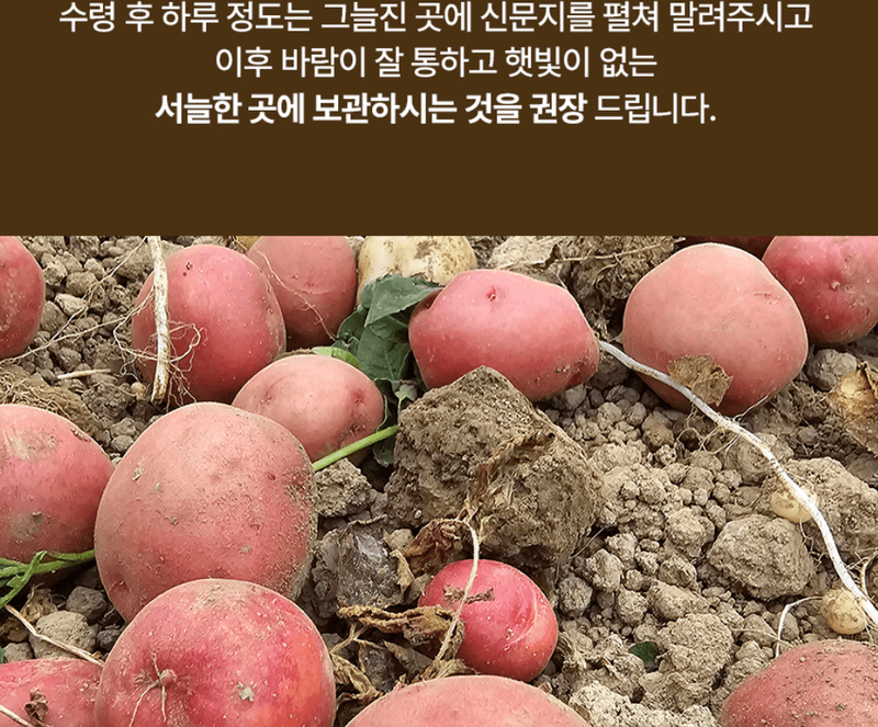 스피드번님의 장터 판매 상품 [햇 홍감자] 첨부 사진
