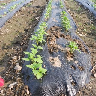 오화순님의 자유주제 · 자유게시판 작성글 사진