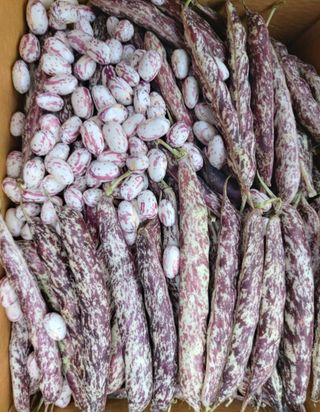 백련지기님의 농사, 무엇이든 물어보세요! · 참여글 작성글 사진