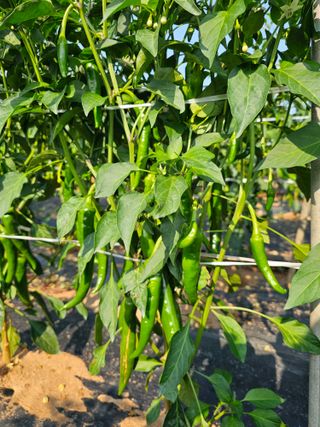 김문철님의 자유주제 · 자유게시판 작성글 사진