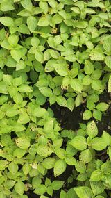 팜모닝 농사, 무엇이든 물어보세요!·참여글 게시글 이미지