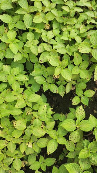 김진왕님의 농사, 무엇이든 물어보세요! · 참여글 작성글 사진