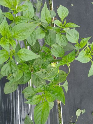 할아버지초보농사꾼님의 자유주제 · 자유게시판 작성글 사진