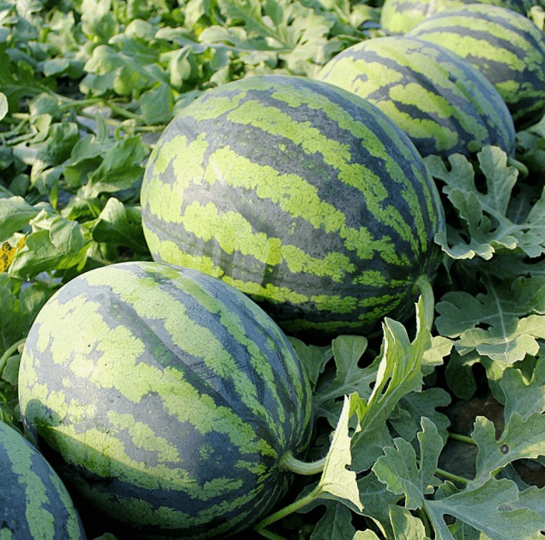 장터 상품 [고당도 꿀수박] 썸네일