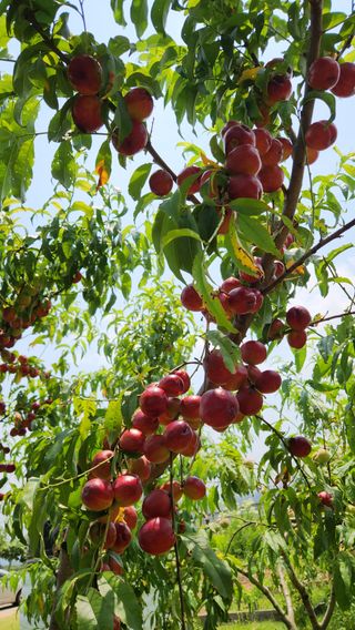 한재골님의 자유주제 · 자유게시판 작성글 사진
