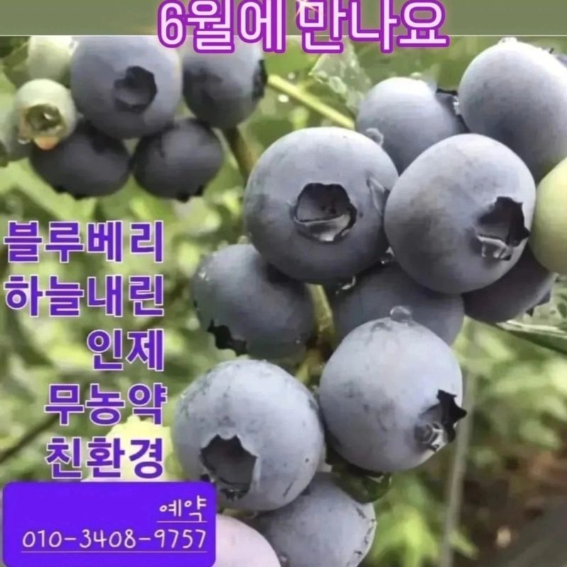 황인근님의 장터 판매 상품 [블루베리 무농약 ] 첨부 사진