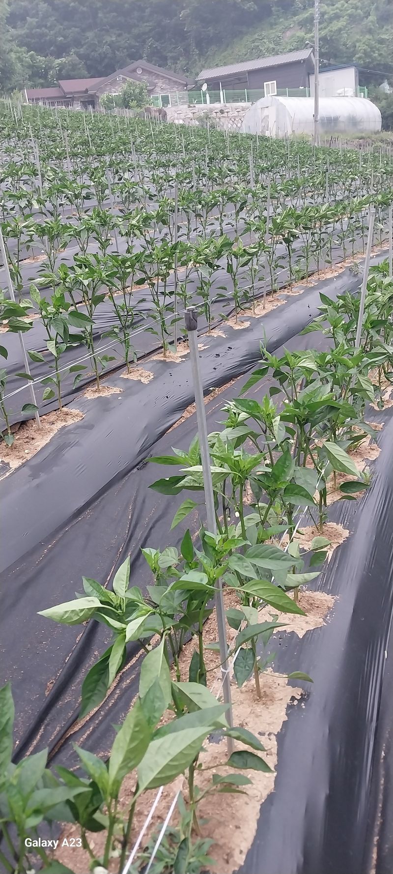 이일철 (조이산골)님의 장터 판매 상품 [고추가루 한근 500g] 첨부 사진