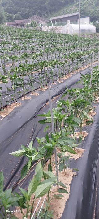 이일철 (조이산골)님의 작성글 사진