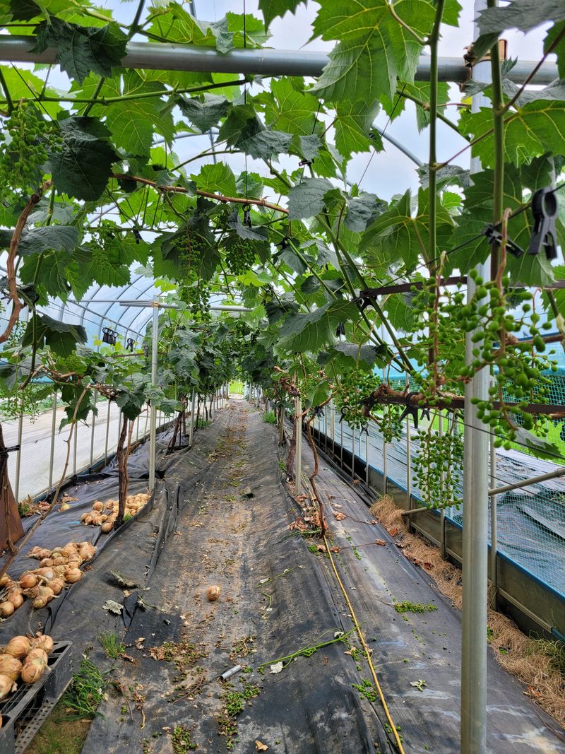 장터 상품 [경운기  ] 썸네일