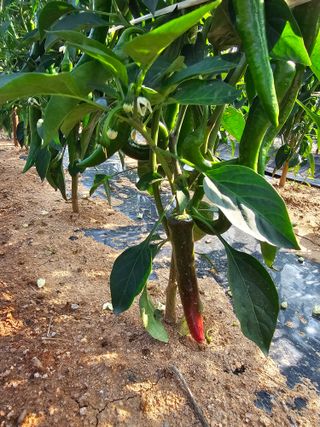 김문철님의 자유주제 · 자유게시판 작성글 사진