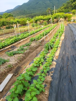 논산상월안정환님의 자유주제 · 자유게시판 작성글 사진