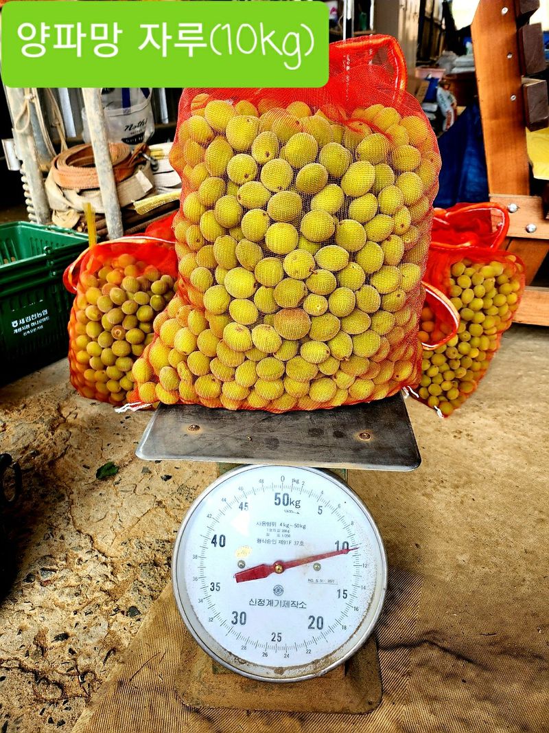 이슬농부농산님의 장터 판매 상품 [일선정품 친환경 토종 청매실(10kg)] 첨부 사진