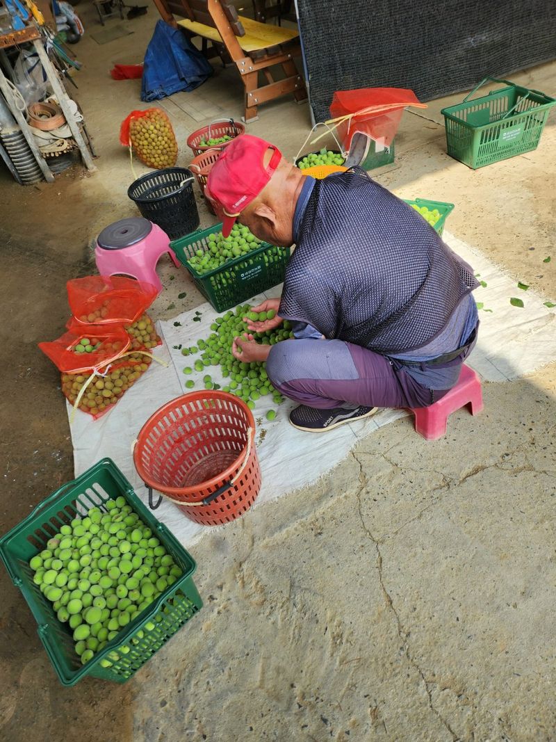 이슬농부농산님의 장터 판매 상품 [일선정품 친환경 토종 청매실(10kg)] 첨부 사진