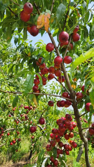 한재골님의 자유주제 · 자유게시판 작성글 사진