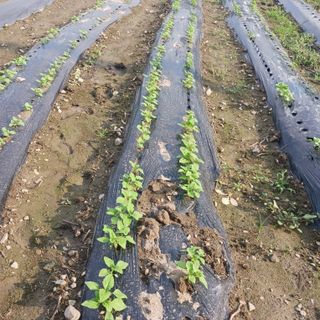 오화순님의 자유주제 · 자유게시판 작성글 사진