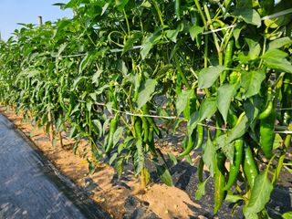 김문철님의 자유주제 · 자유게시판 작성글 사진