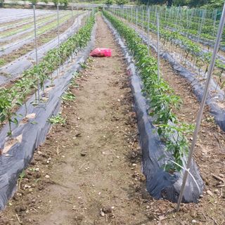 오화순님의 자유주제 · 자유게시판 작성글 사진