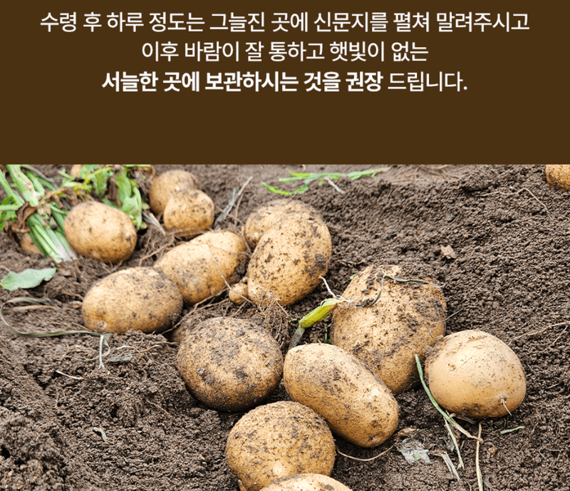 스피드번님의 장터 판매 상품 [햇감자] 첨부 사진