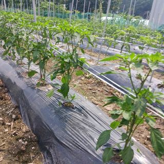 오화순님의 자유주제 · 자유게시판 작성글 사진