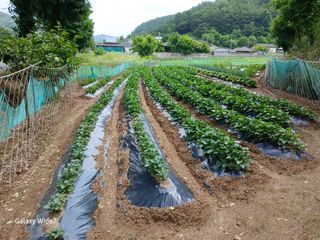 강재화님의 자유주제 · 자유게시판 작성글 사진