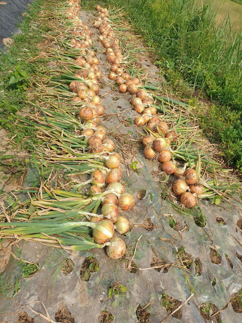 장터 상품 [양파20kg 친환경무농약] 썸네일