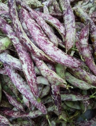 백련지기님의 농사, 무엇이든 물어보세요! · 참여글 작성글 사진