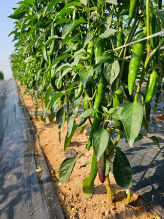 김문철님의 자유주제 · 자유게시판 작성글 사진