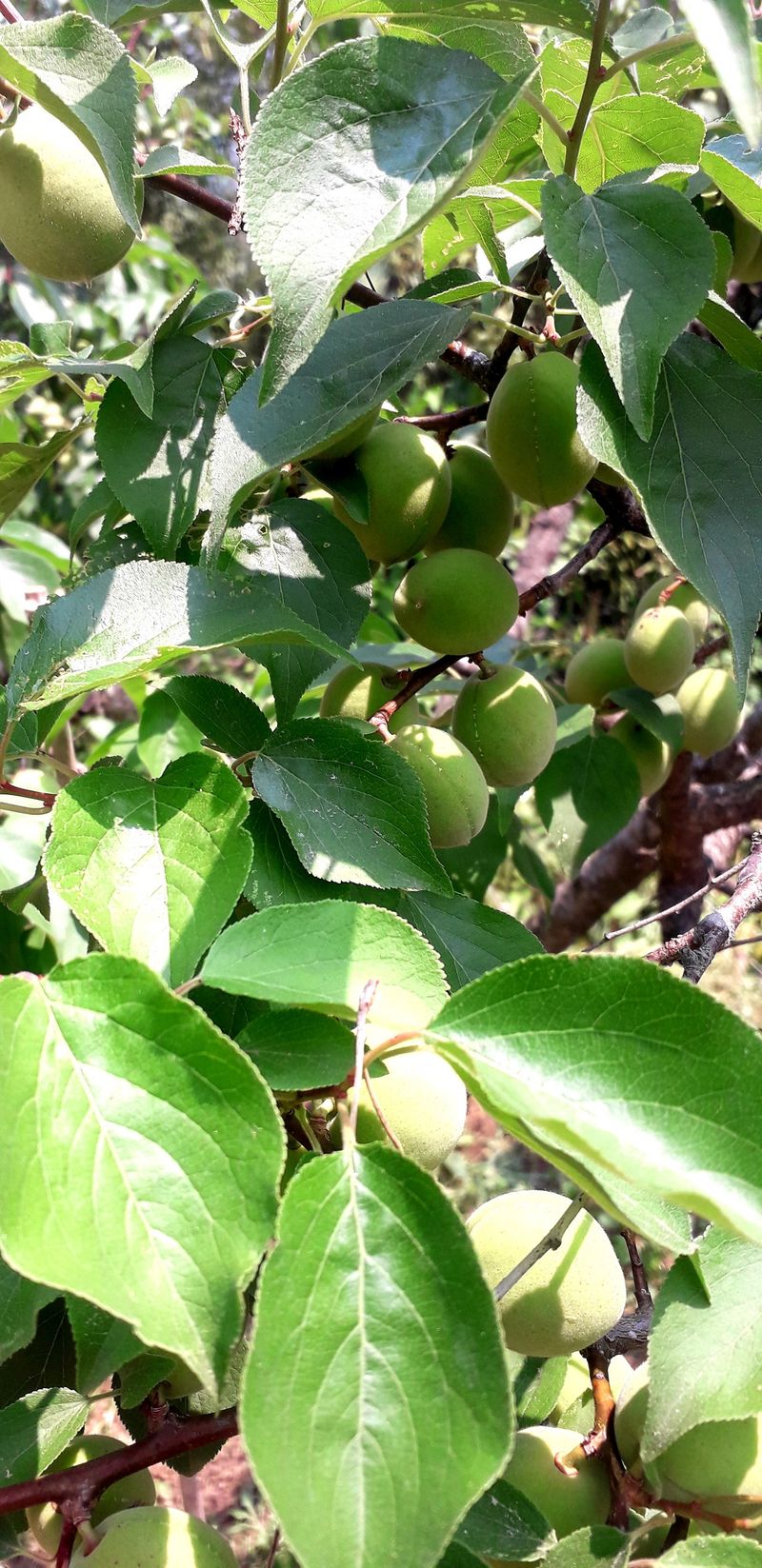 이슬농부농산님의 장터 판매 상품 [일선정품 친환경 토종 청매실(10kg)] 첨부 사진