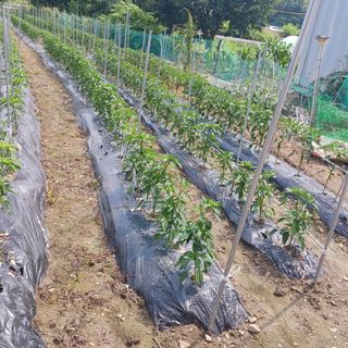 오화순님의 자유주제 · 자유게시판 작성글 사진