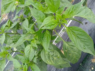 할아버지초보농사꾼님의 자유주제 · 자유게시판 작성글 사진