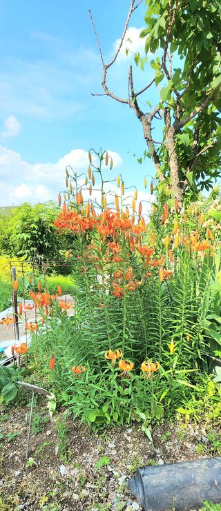 고추건조기부품판매님의 자유주제 · 자유게시판 작성글 사진