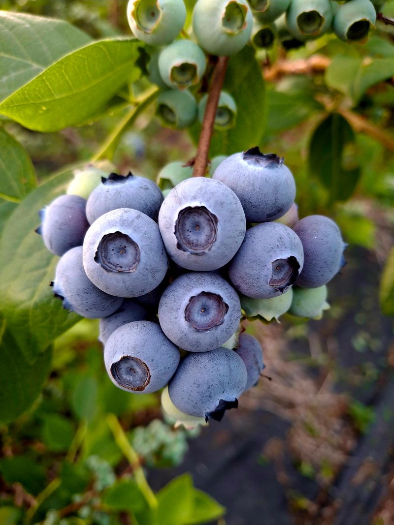 황인근님의 장터 판매 상품 [블루베리 무농약 ] 첨부 사진