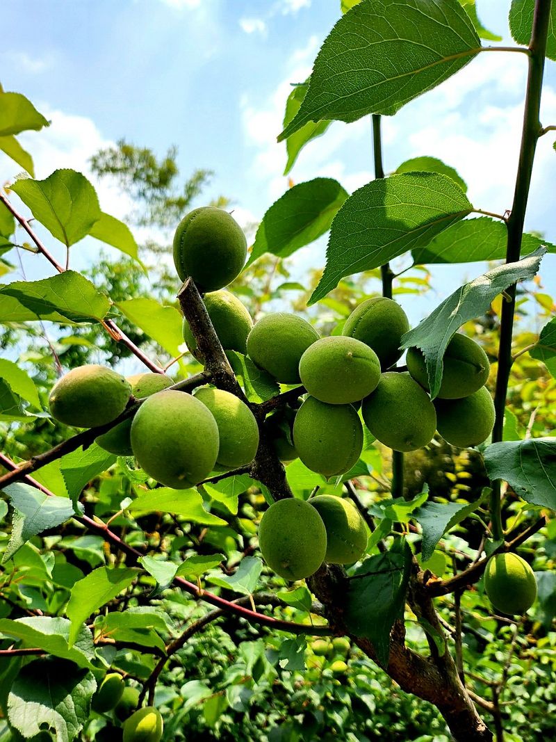 이슬농부농산님의 장터 판매 상품 [일선정품 친환경 토종 청매실(10kg)] 첨부 사진