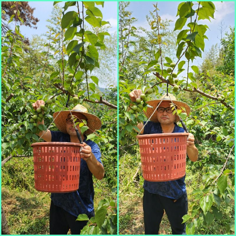 이슬농부농산님의 장터 판매 상품 [일선정품 친환경 토종 청매실(10kg)] 첨부 사진