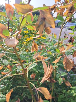 하루돌이님의 농사, 무엇이든 물어보세요! · 참여글 작성글 사진